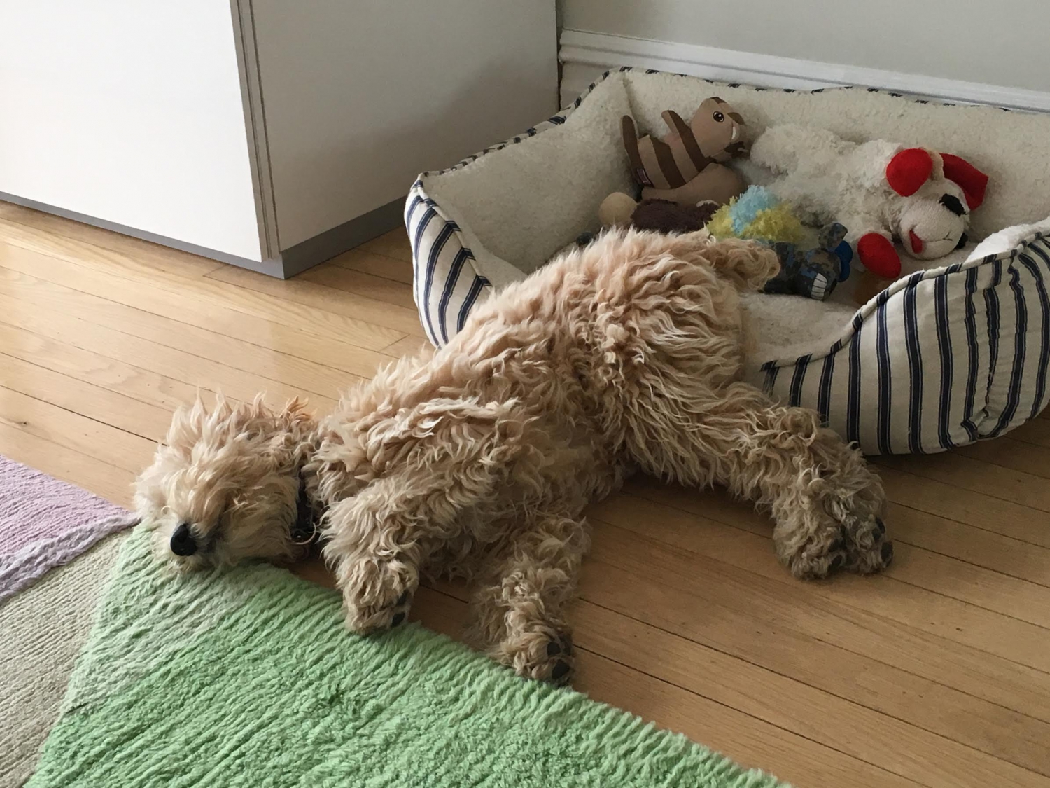 small teddy bear schnoodle